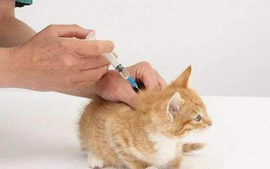 貓咪腸胃寶的作用與功效