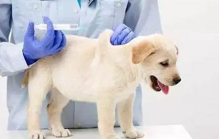 幼犬發燒吃什么藥