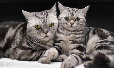 英國短毛貓發燒怎么處理