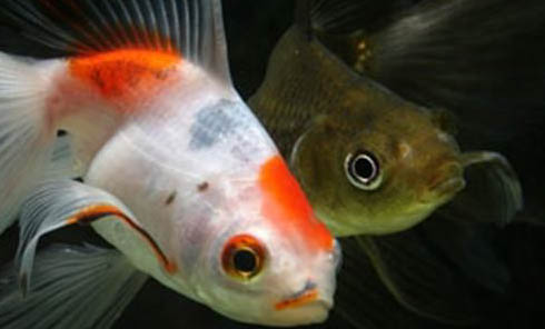 魚有血絲怎么治