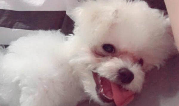 狗狗沒打完疫苗可以出去嗎