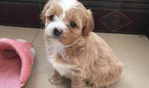 幼犬吐舌頭呼吸急促