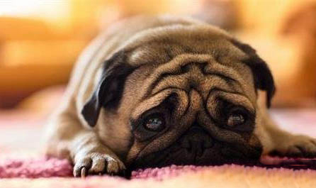 巴哥和法斗哪個好養?