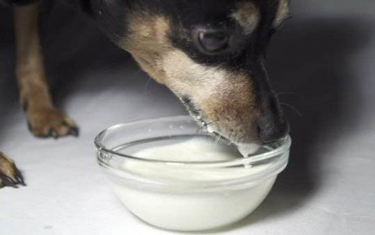 家養(yǎng)小狗會有狂犬病嗎