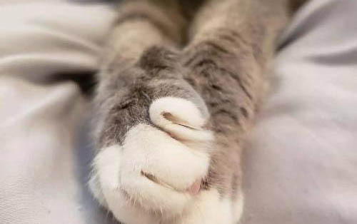 三個月小貓可以吃貓草嗎