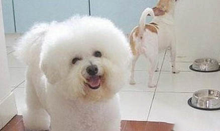 怎樣保護(hù)好狗狗的腳墊