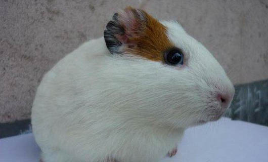 飼養荷蘭鼠的注意事項