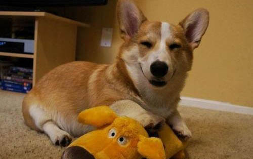 柯基和柴犬哪個好養