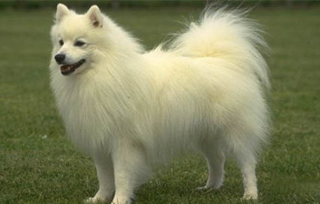 銀狐犬和薩摩耶有什么區(qū)別?