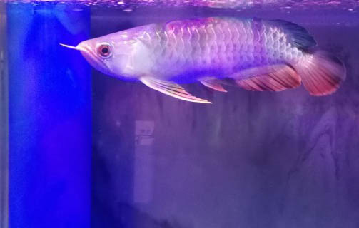 羅漢魚不愛吃食怎么回事