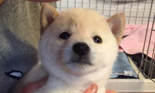 狗狗生產完第二天可以洗澡嗎