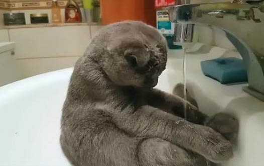 貓炎癥引起膿包