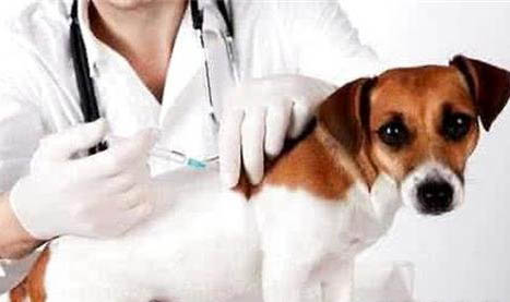 薩摩耶幼犬最便宜多少錢一只
