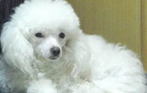 貴賓犬多久洗一次澡