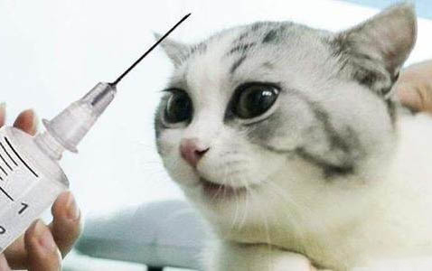 貓咪牙齒掉了怎么辦