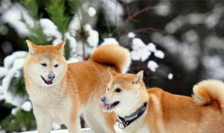 白色柴犬便宜嗎
