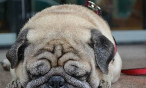 巴哥和法斗哪個好養？