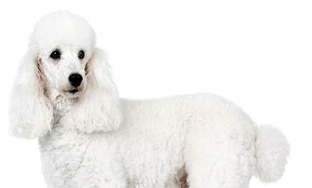 貴婦犬的壽命有多長？