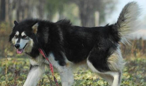 黑阿拉斯加犬聰明嗎