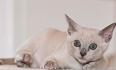 如何使貓少掉毛