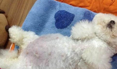 狗狗生病怎么照顧