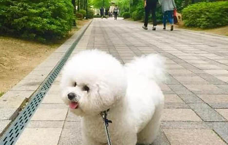 比熊犬淚痕的產生原因及處理方法