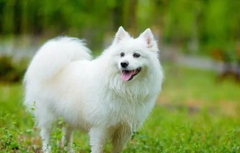 銀狐犬能活多少年