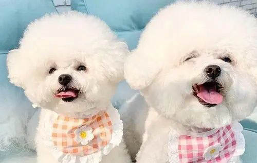 狗狗一直舔嘴巴