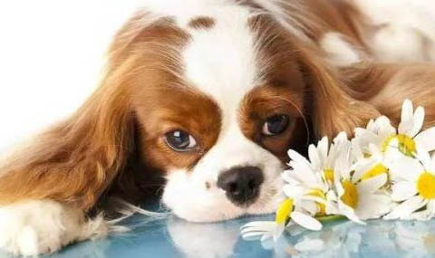 西班牙小獵犬找兔