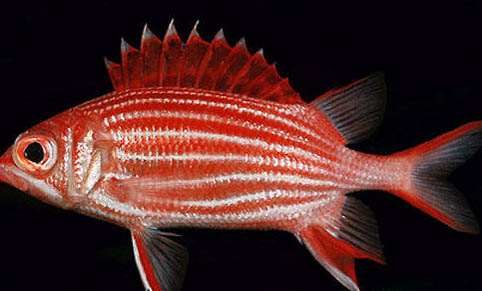 四月釣魚(yú)釣近水還是遠(yuǎn)水