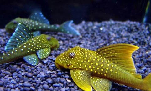 清道夫能清理魚缸嗎？