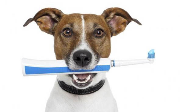 犬窩咳多久能好啊