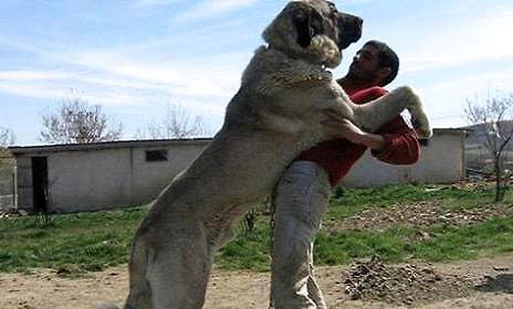 坎高犬智商排名怎么樣