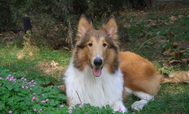 蘇格蘭牧羊犬多久可以洗澡