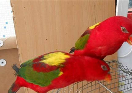 玄鳳鸚鵡智商有多高