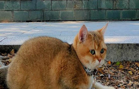 金漸層幾個(gè)月大可以確定毛色