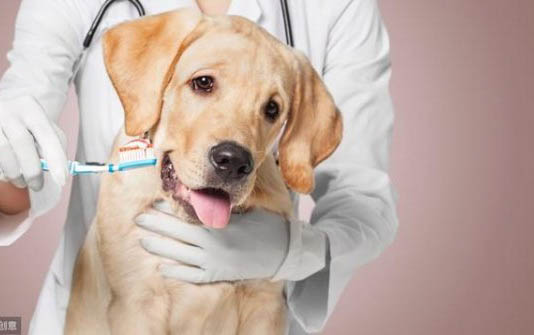 犬瘟開始抽搐了還有多久會死