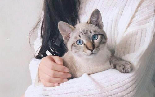 正確的抱貓姿勢