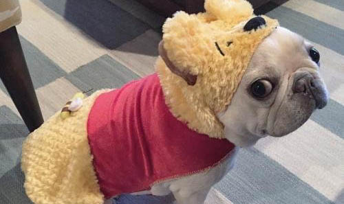 法國斗牛犬口吐白沫的原因及處理方法