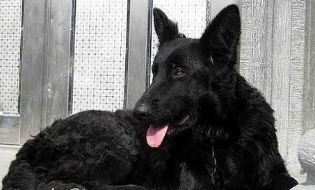 邊境牧羊犬眼睛紅血絲是什么原因