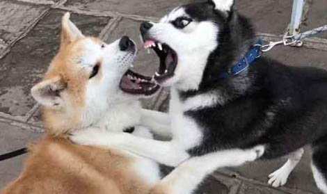 犬巴貝斯蟲病的診斷與治療方法