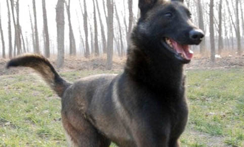 馬犬標準身高體重表