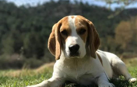 比格犬價格多少錢一只