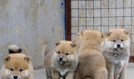 細小犬瘟可以活多久