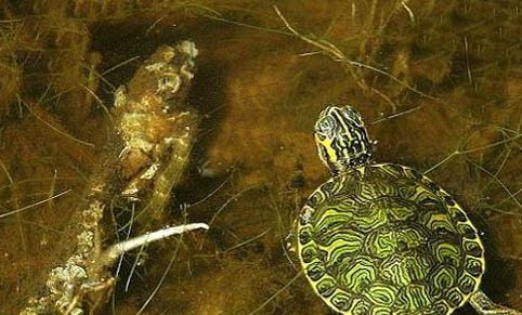 寵物龜過冬后死亡的原因