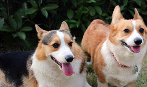 柯基犬有哪些優缺點