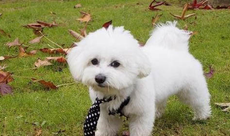 比熊犬淚痕的產(chǎn)生原因及處理方法