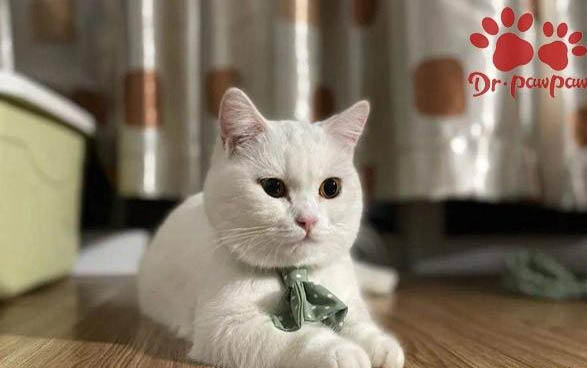 小貓一直吐黃水怎么辦?
