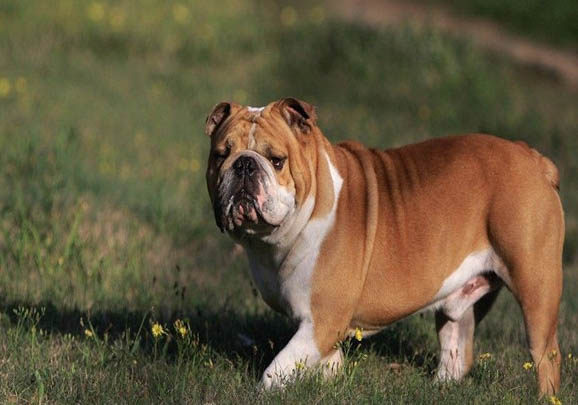 英國斗牛犬突然不愛吃東西的原因是什么