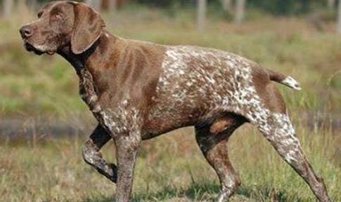 波音達獵犬拉稀帶血的原因及處理方法